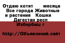 Отдаю котят. 1,5 месяца - Все города Животные и растения » Кошки   . Дагестан респ.,Избербаш г.